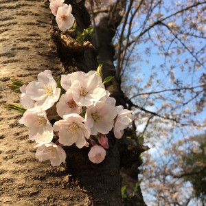 桜の季節になりました。。。-006
